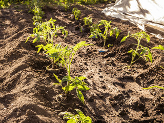 young growing seedlings of tomatoes in the garden