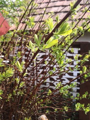 Fresh sprouts in a spring day.