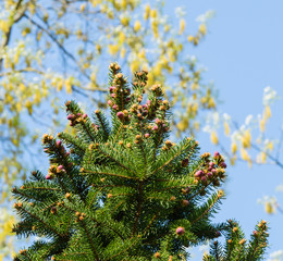 Knospen Nordmanntanne