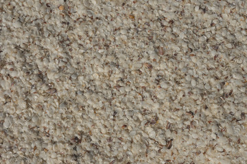 white seashells on the beach background