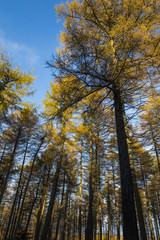 Fototapeta premium Autumn trees