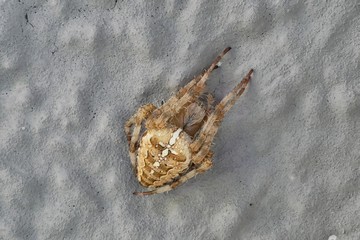 Cross spider on a gray background, head to the top right, small