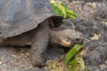 Galápagos Giant Tortoise (Chelonoidis nigra) in Galapagos Islan