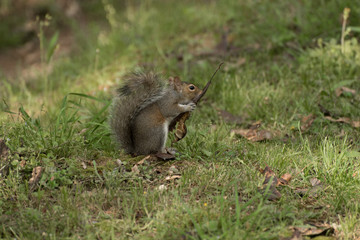 Squirrel  2 jim_1579