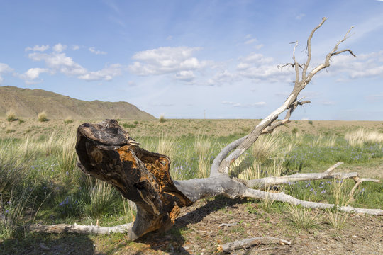 А lonely dry tree lies on the ground