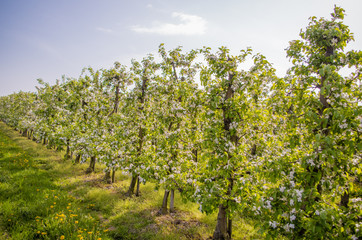 Fototapeta na wymiar Blooming apple trees in row in orchard