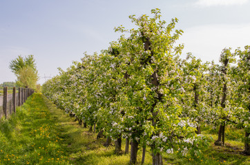 Fototapeta na wymiar Close up of blooming apple tree in orchard