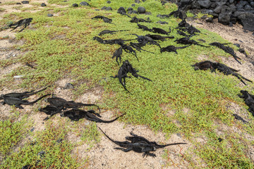 Marine Iguana (Amblyrhynchus cristatus) in Galapagos Islands, Ec