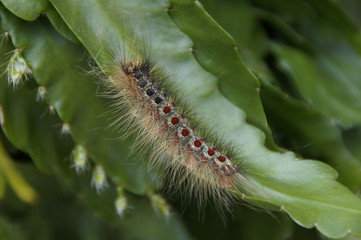 Schwammspinner auf Pflanze