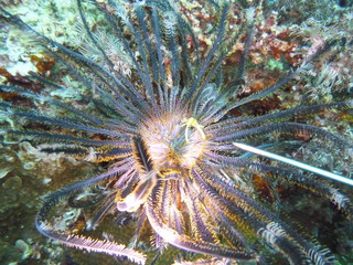 small crab in scuba diving (Philippines) 3