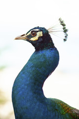 close up head of female indian peacock