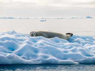 Crabeater seal, Lobodon carcinophagus, resting on ice floe in Andvord Bay, Antarctica
