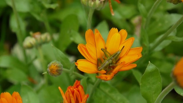 Grasshopper in the calendula flower. Tettigonia viridissima