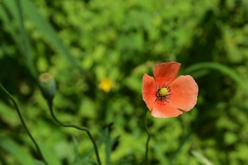 Obraz premium Long-headed poppy
