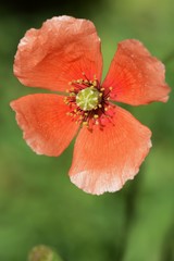 Long-headed poppy