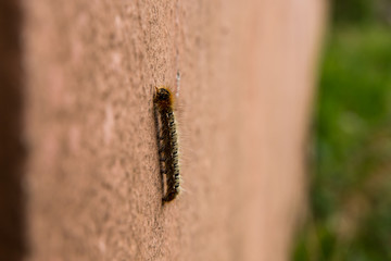 Une chenille qui grimpe sur un mur