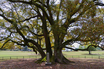 Obraz premium Old Tree