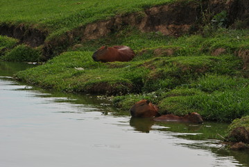 curitiba - pr