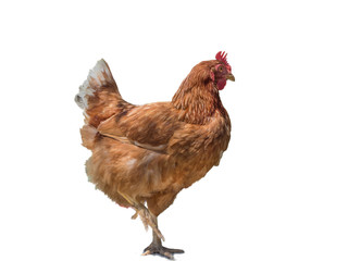 brown chicken isolated with white background