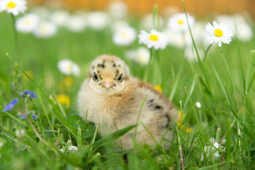 Zwerg Cochin Küken auf Wiese mit Gänseblümchen