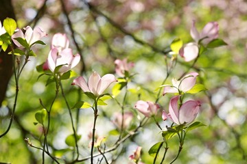 Beautiful pink petals of blossom of dogwood tree, cornus florida, backlit by sun, growing in springtime in a garden, blurry pink and green background