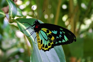 Shallow depth of field shot of colourful Cairns Birdwing butterfly taken in the Daintree Rainforest, Queensland, Australia