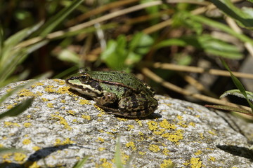 Teichfrosch ( Rana esculenta) sonnt sich auf einem Stein