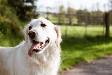 Purebred white golden retriever in the middle of a country road with the tongue sticking out