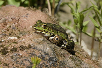 Teichfrosch ( Rana esculenta) sonnt sich auf einem Stein