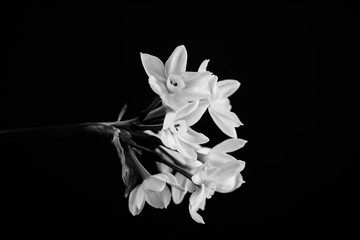 Narcissus in balck and white. Close up
