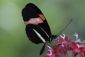 Schmetterling