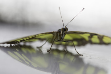 Wartender Schmetterling 