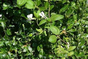 Sweet smell 