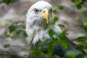 Beautiful Eagle