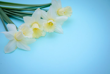 Fototapeta na wymiar Light yellow daffodils on blue background