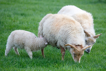 Lambs enjoy summer in field