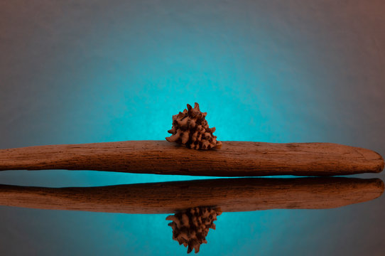 Sea still life - a shell from a clam on a wooden stick, which was in seawater, all on a turquoise background with reflection.