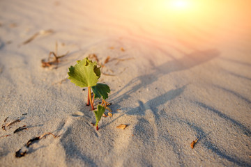 Green shoot in the desert - conceptual photo for growth in adverse conditions