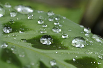 葉っぱの上の水滴