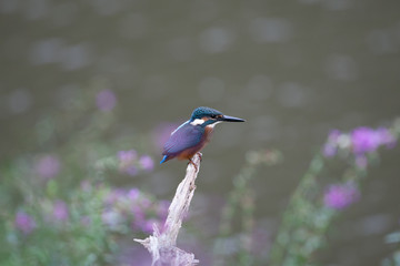 菜の花とカワセミ