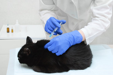 Doctor veterinarian in a white coat and gloves makes an injection of a black cat in the doctor's...