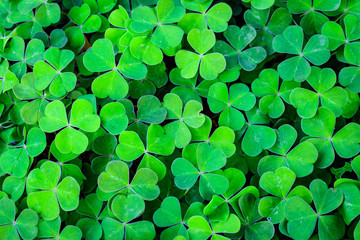 Green field of three leaf shamrocks ready for St. Patrick’s Day, as a background
