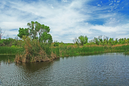 View of the cattail lined pond in Las Lagunas de Anza Wetlands near Nogales, Arizona from the dock along the shore with blue cloudy sky copy space.
