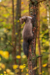 Naklejka premium Pine marten rare species in natural habitat (Martes martes)