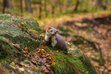 Pine marten rare species in natural habitat (Martes martes)