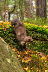 Pine marten rare species in natural habitat (Martes martes)