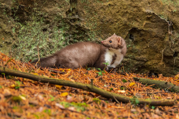 Pine marten rare species in natural habitat (Martes martes)