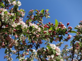 Branch with blossoming apple flowers in spring