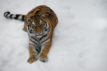 tiger laying in the sow