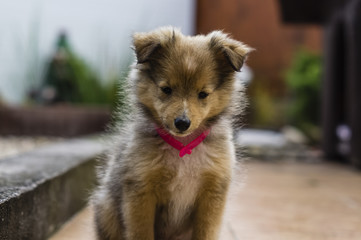 Little puppy Shetland Shepherd